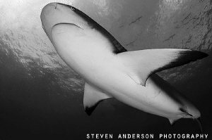 Striking the pose.... Reef Sharks are quick to make a pre... by Steven Anderson 